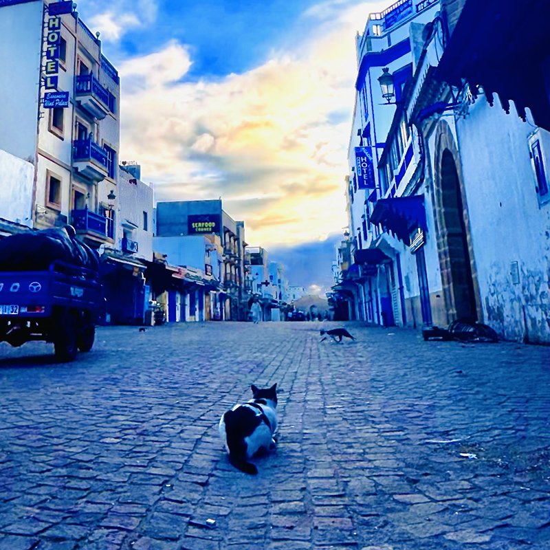Cat-in-Street-Gallery Preview.jpg