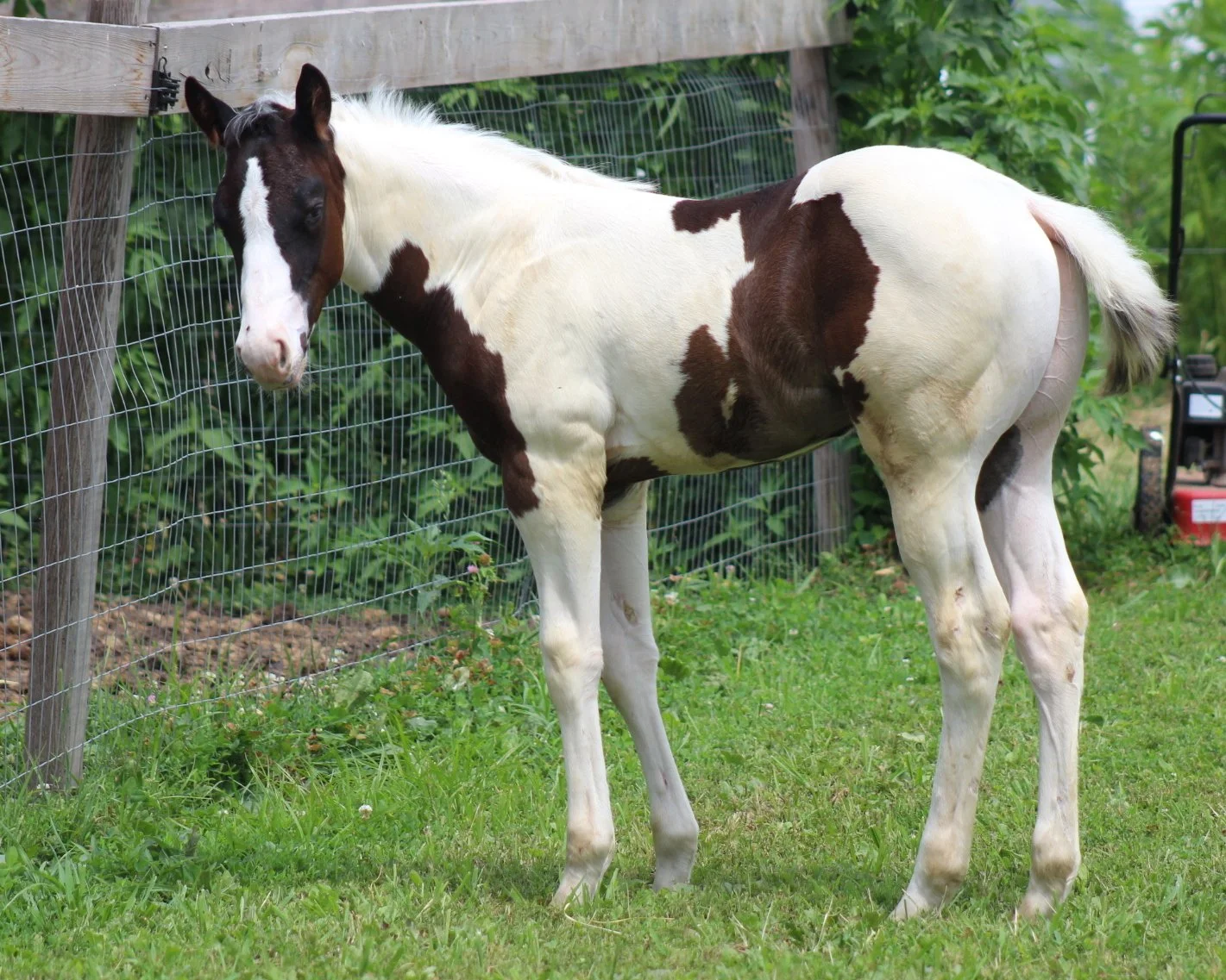 Smoke's 10th Foal - 2025 APHA Colt - Stylish By Design