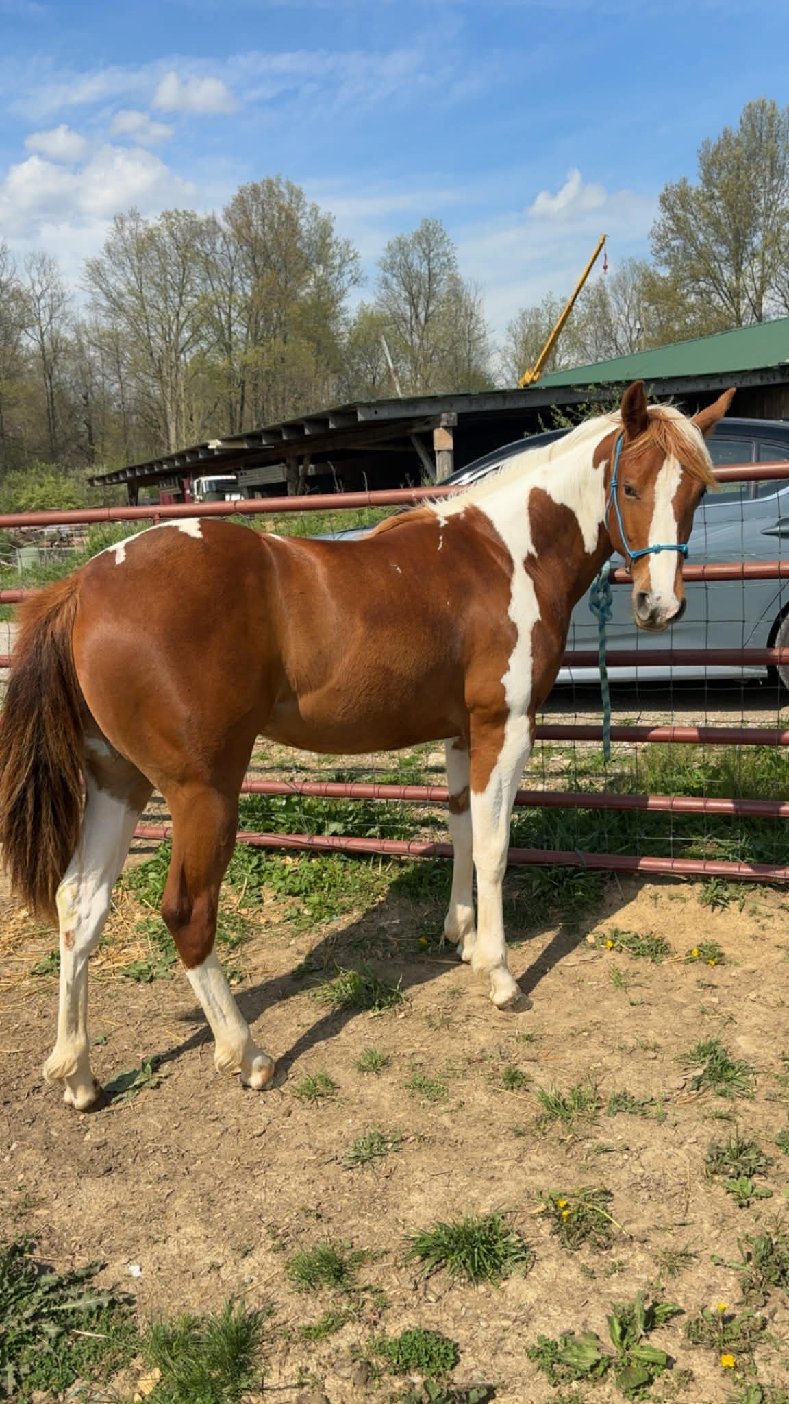  AIF LOPIN TO SHINE -2025 Chestnut Tobiano APHA Filly  -7 Panel Negative - Sire: Smokin Spike Hancock Dam: AIF Sweet Lopin Lola- Sold to Central Ohio