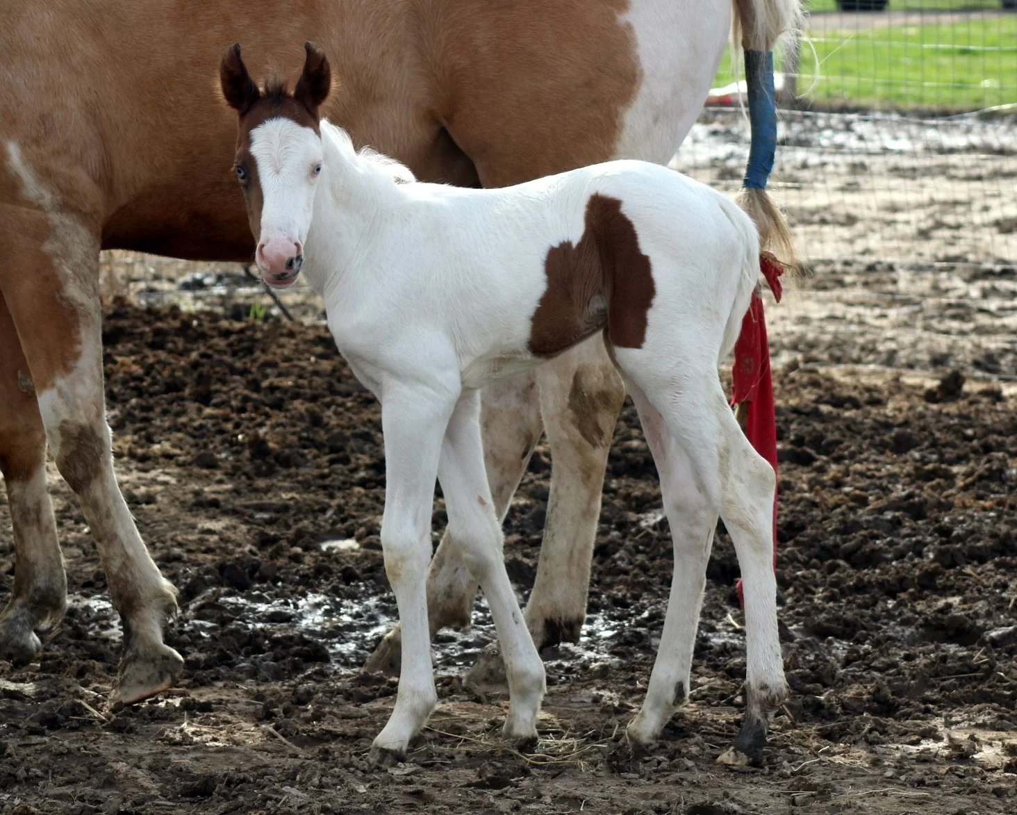 AIF Tell Me im pretty
March 26, 2026 Bay Tovero APHA Filly - AIF Sweet Lopin Lola x RockStar Cowboy - Sold to Central Ohio