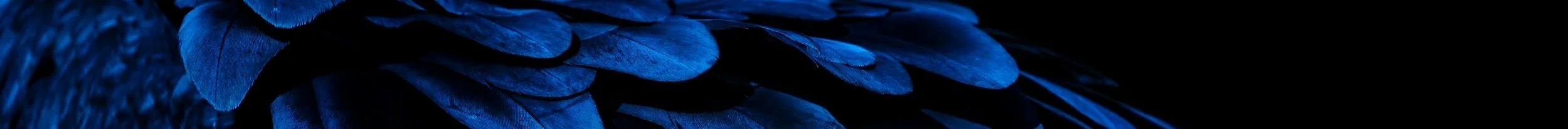 Close-up of blue feathers, possibly from a bird.