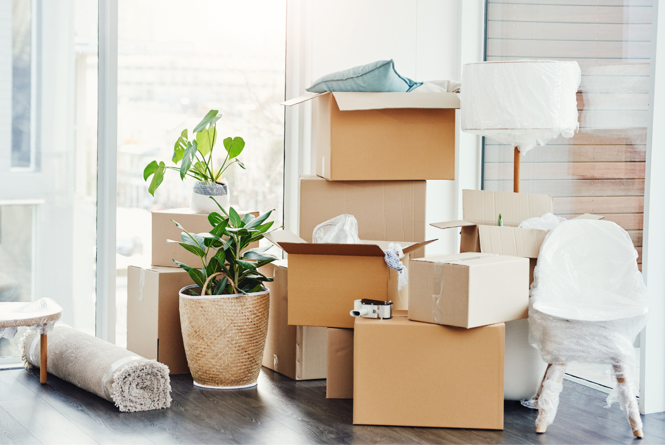 Moving boxes and plants in a sunlit room with hardwood floors and large windows.