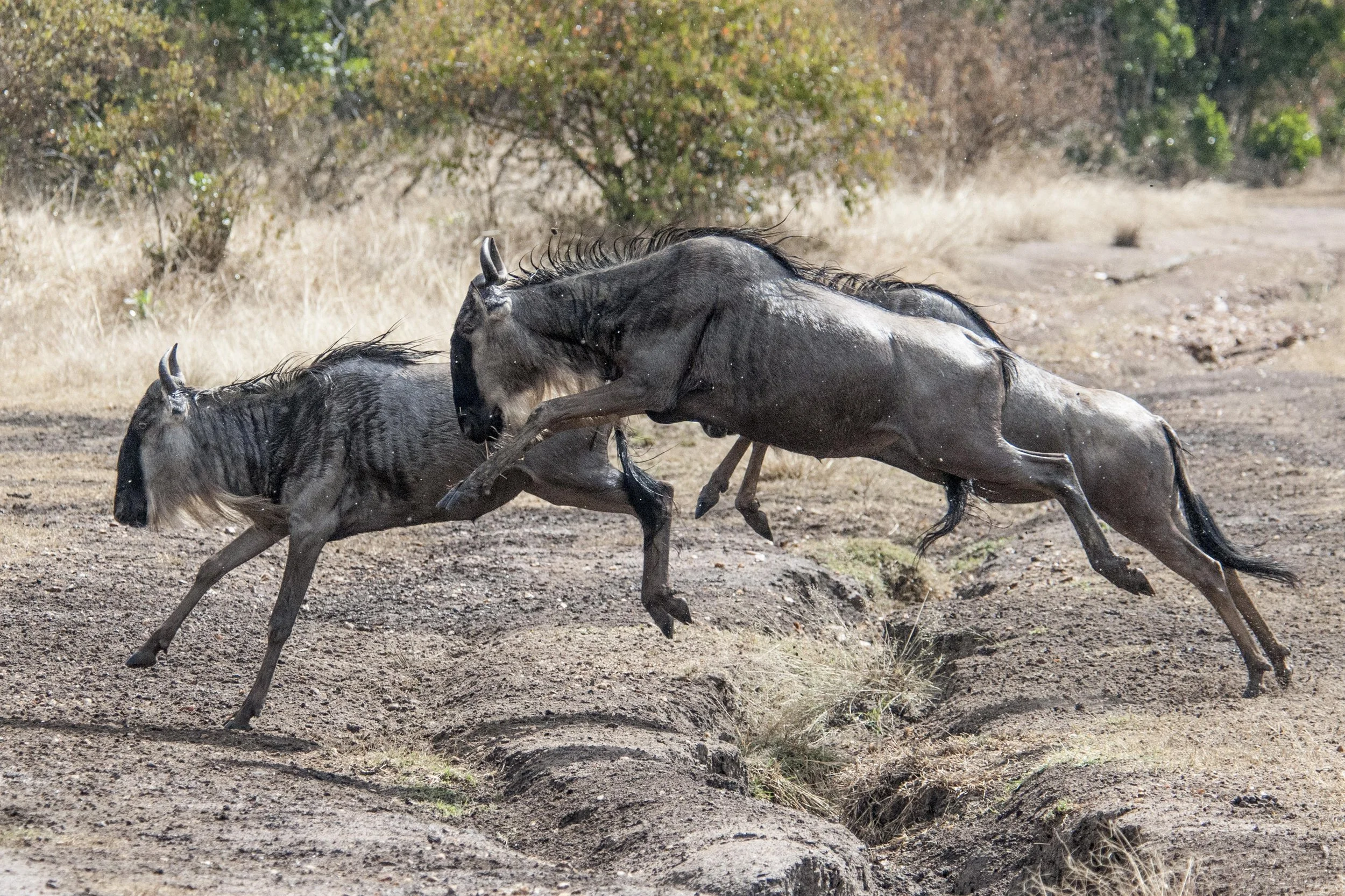 Experience the wildebeest migration in the Masai Mara, Kenya