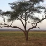 Leopard in the tree 