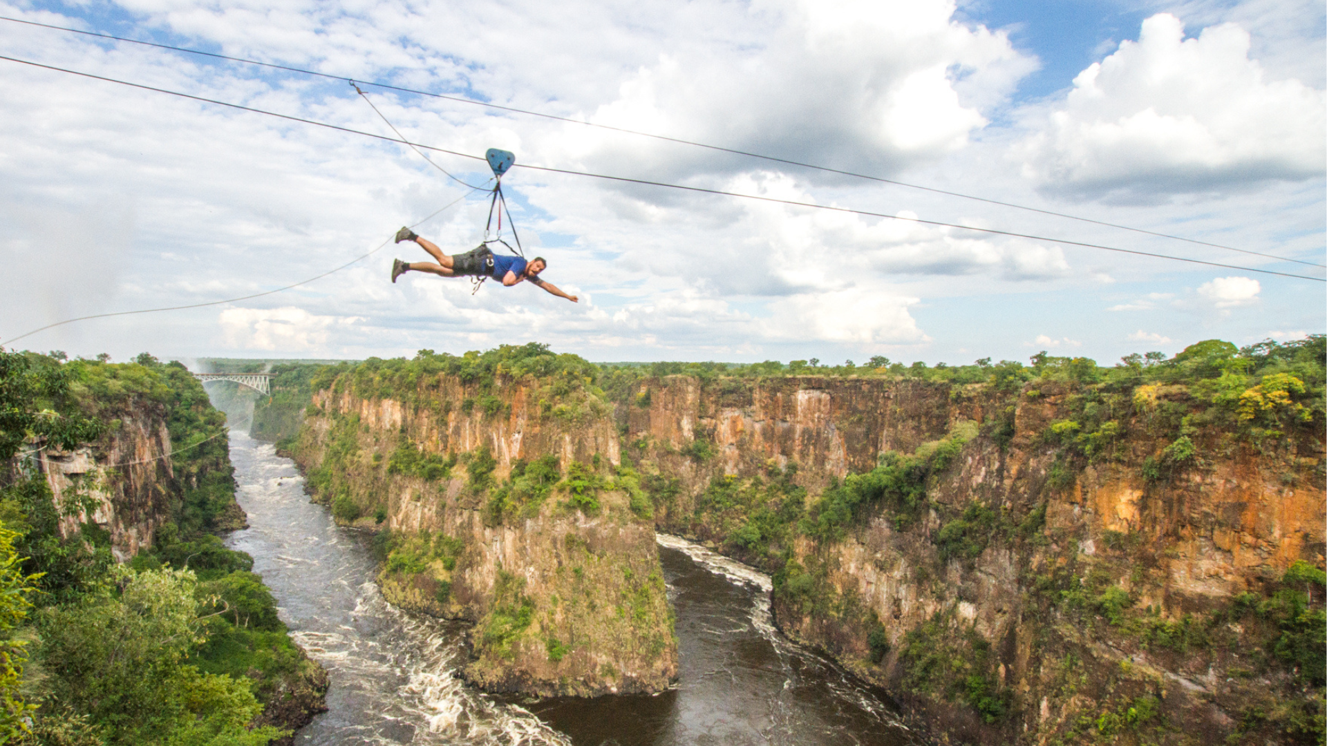 Flying fox.png