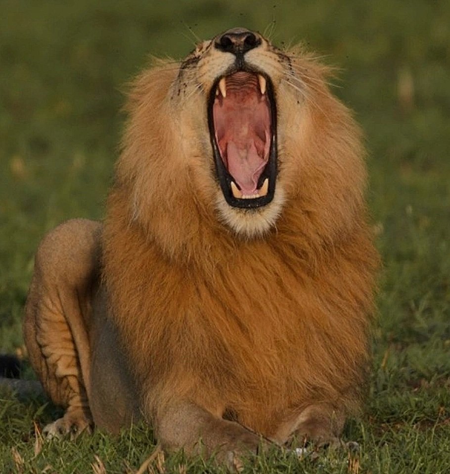 Pics courtesy of Singita