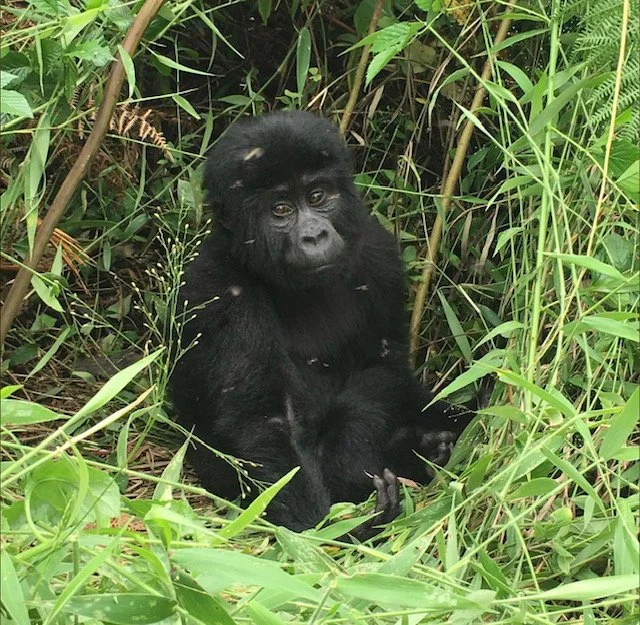 baby gorilla.jpg