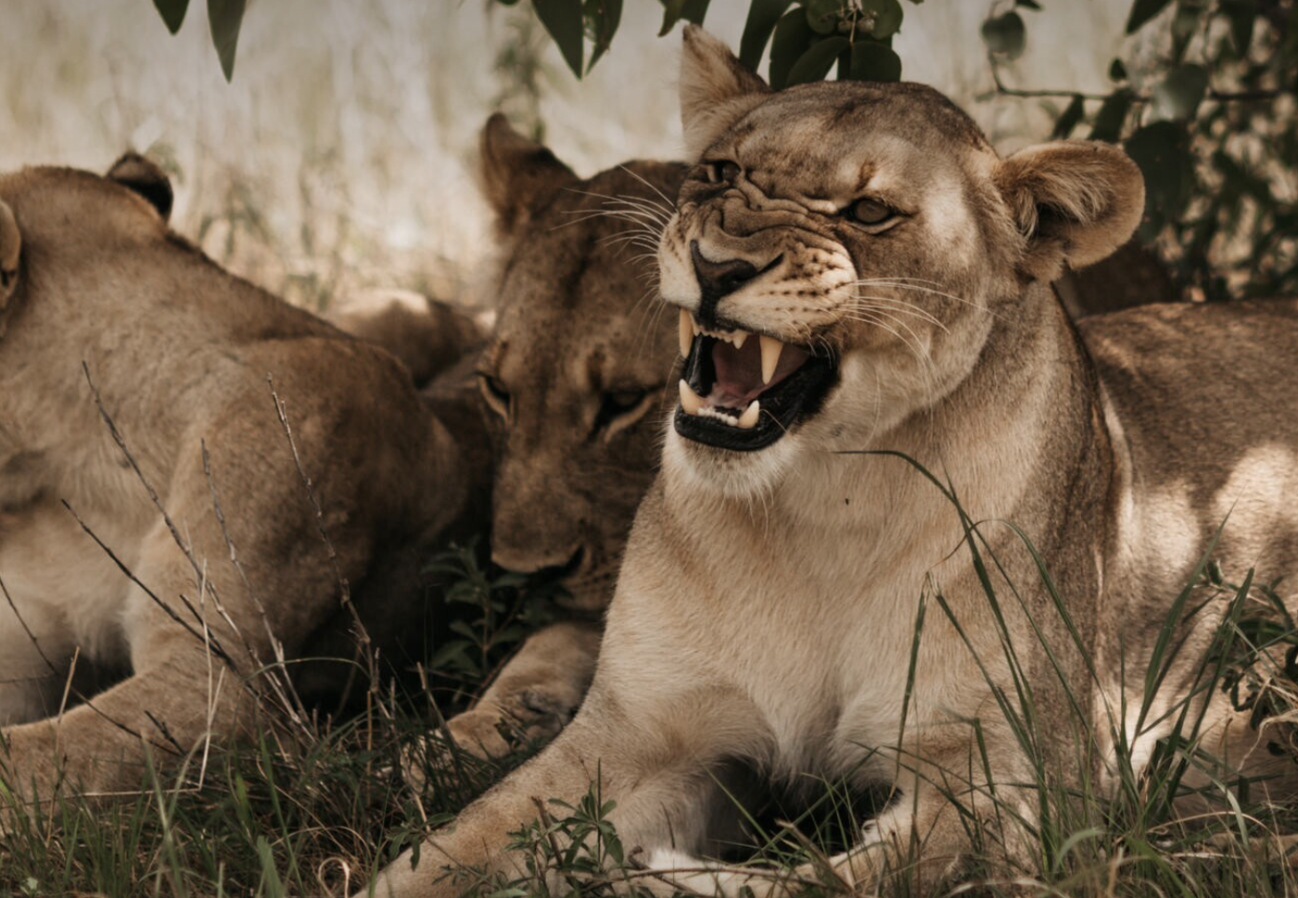 Screenshot 2025-07-23 at 4.06.12 PM.png