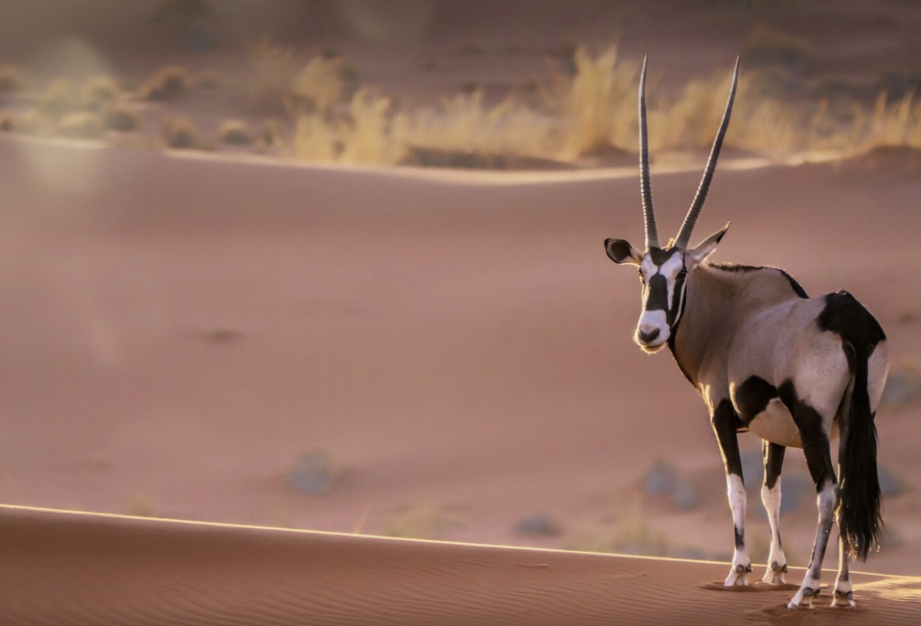 Discover Namibia