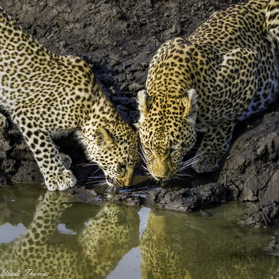 Africa’s Most Transformative Journey’s - Where will 2026 take you?