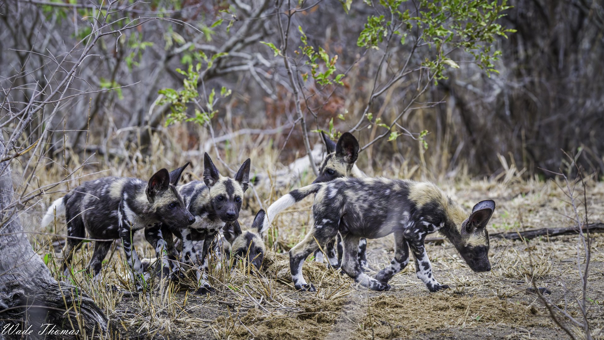 When is the Best time to go on an African Safari?