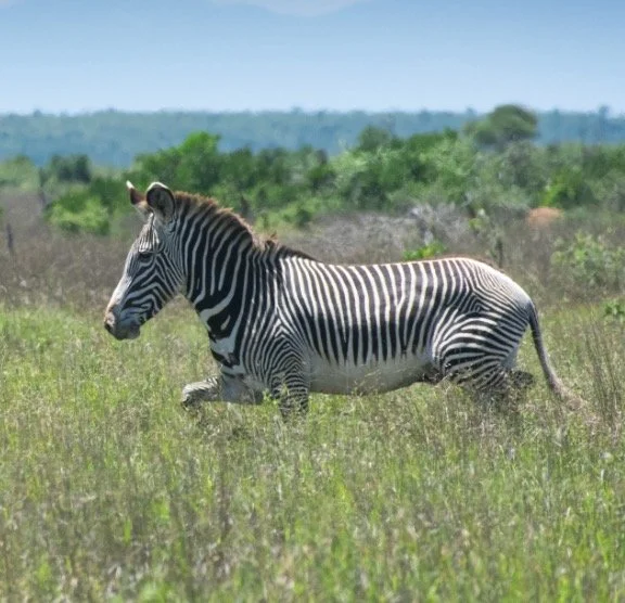 Screenshot 2026-03-23 at 8.11.23 AM.jpg