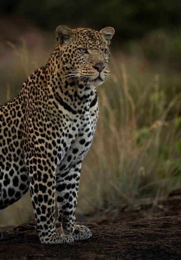 Screenshot 2026-03-23 at 8.10.23 AM.jpg