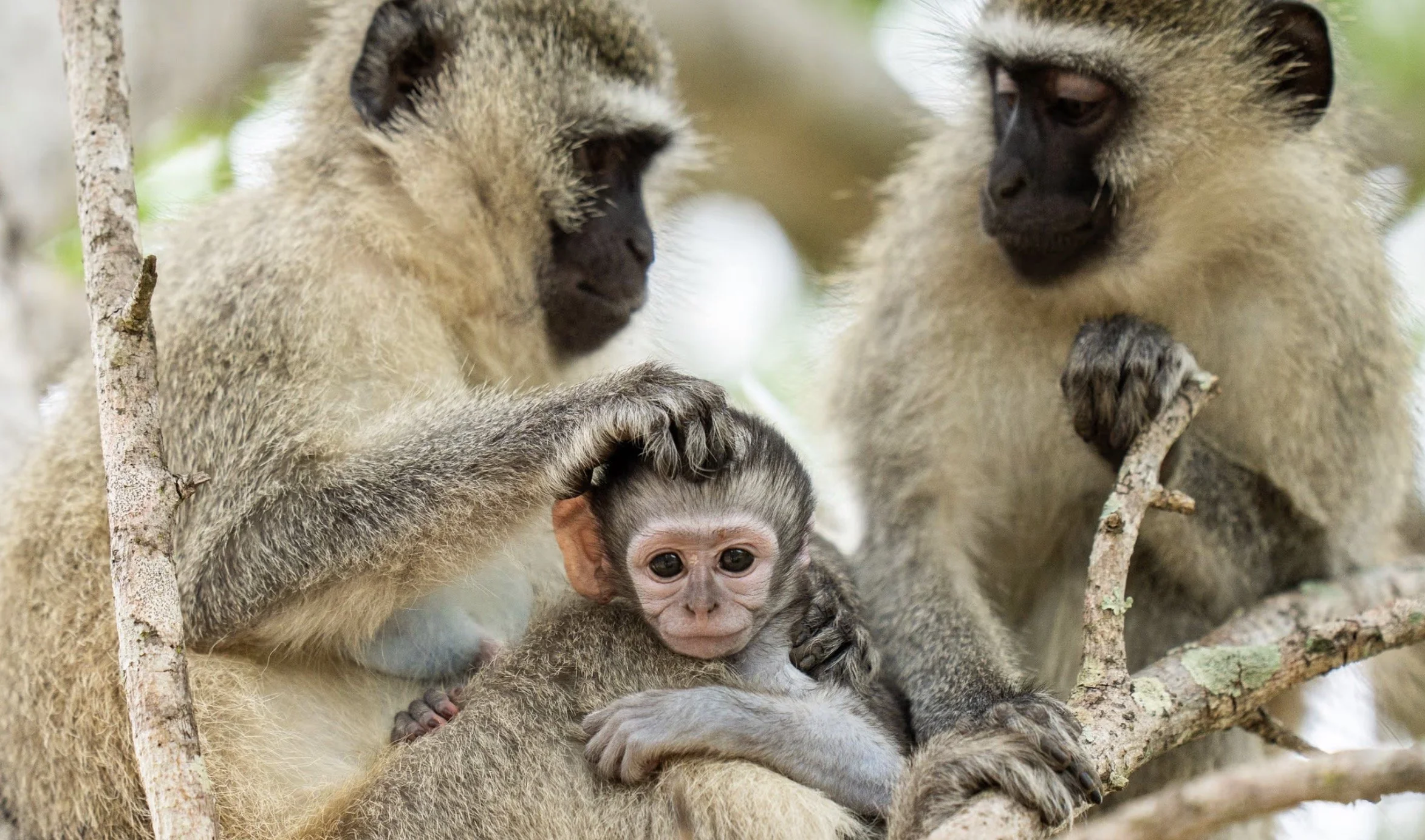 Screenshot 2026-04-03 at 3.07.08 PM.jpg