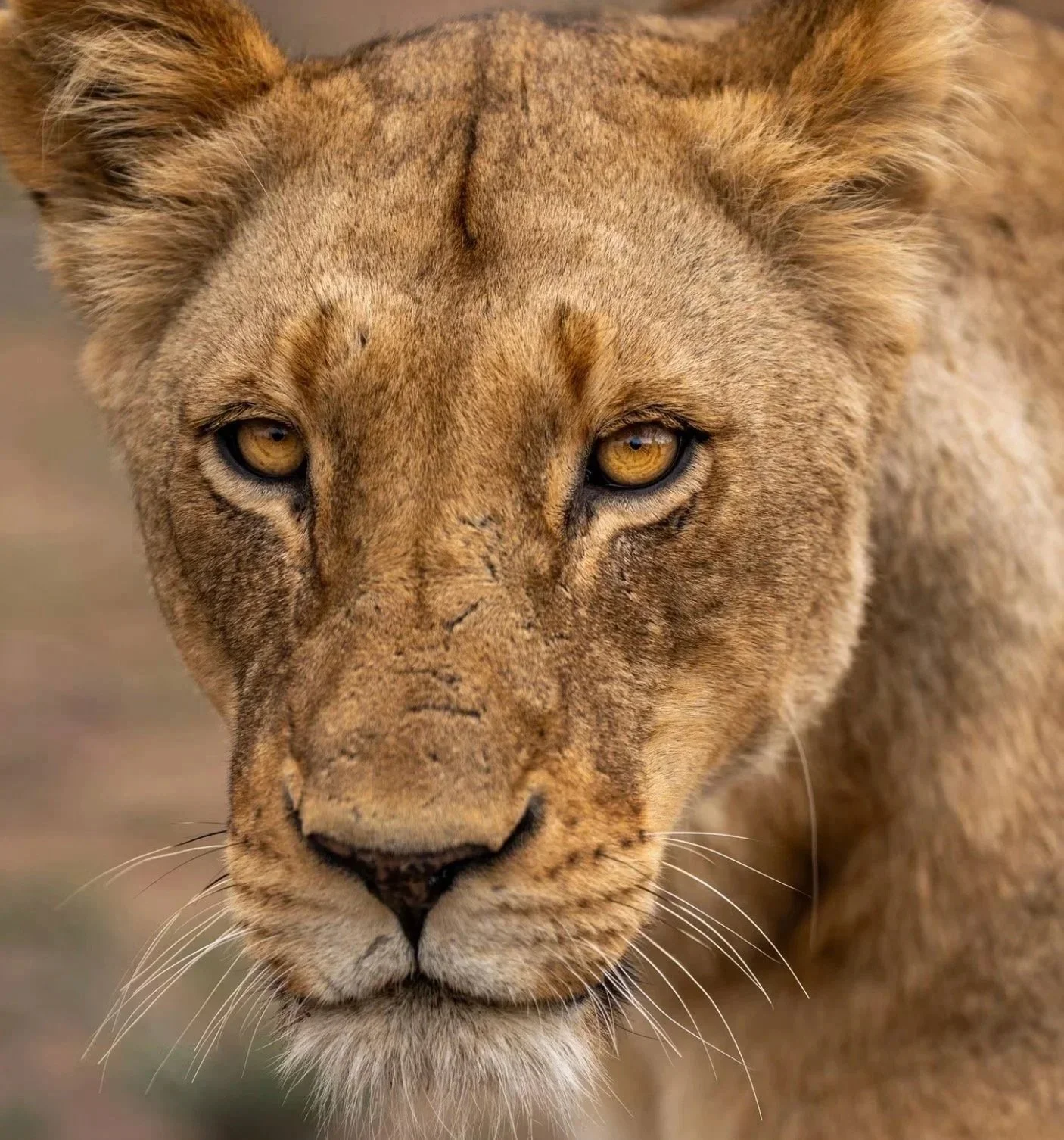 Lion on safari 