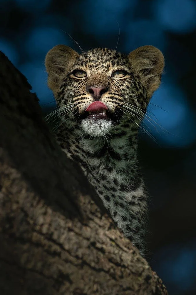 Singita Grumeti Wildlife.jpg