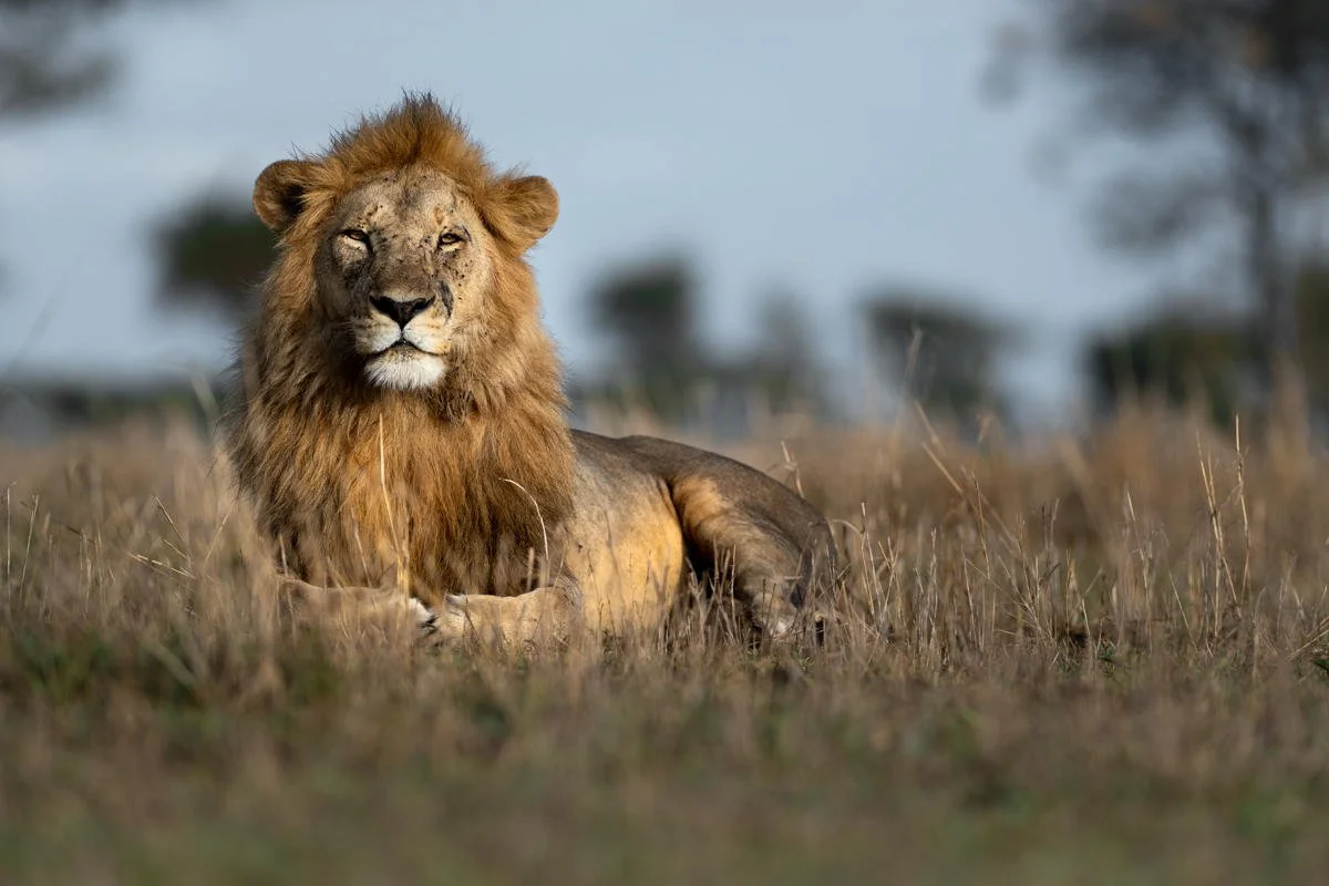 Singita Grumeti Wildlife_1.jpg