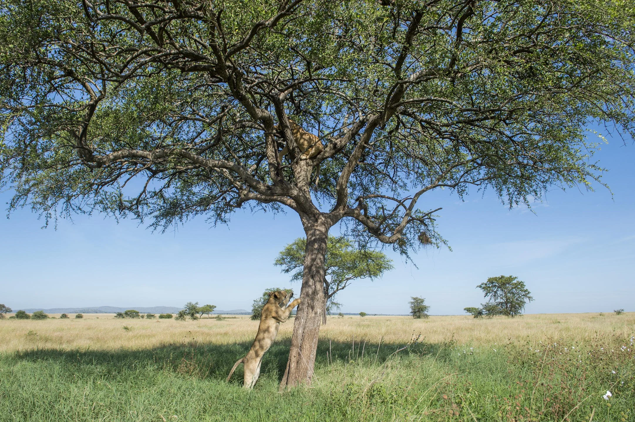 Singita Grumeti .jpg