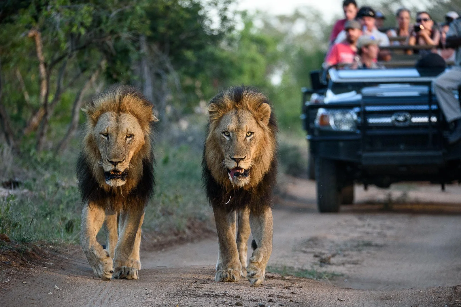safari_12.jpg