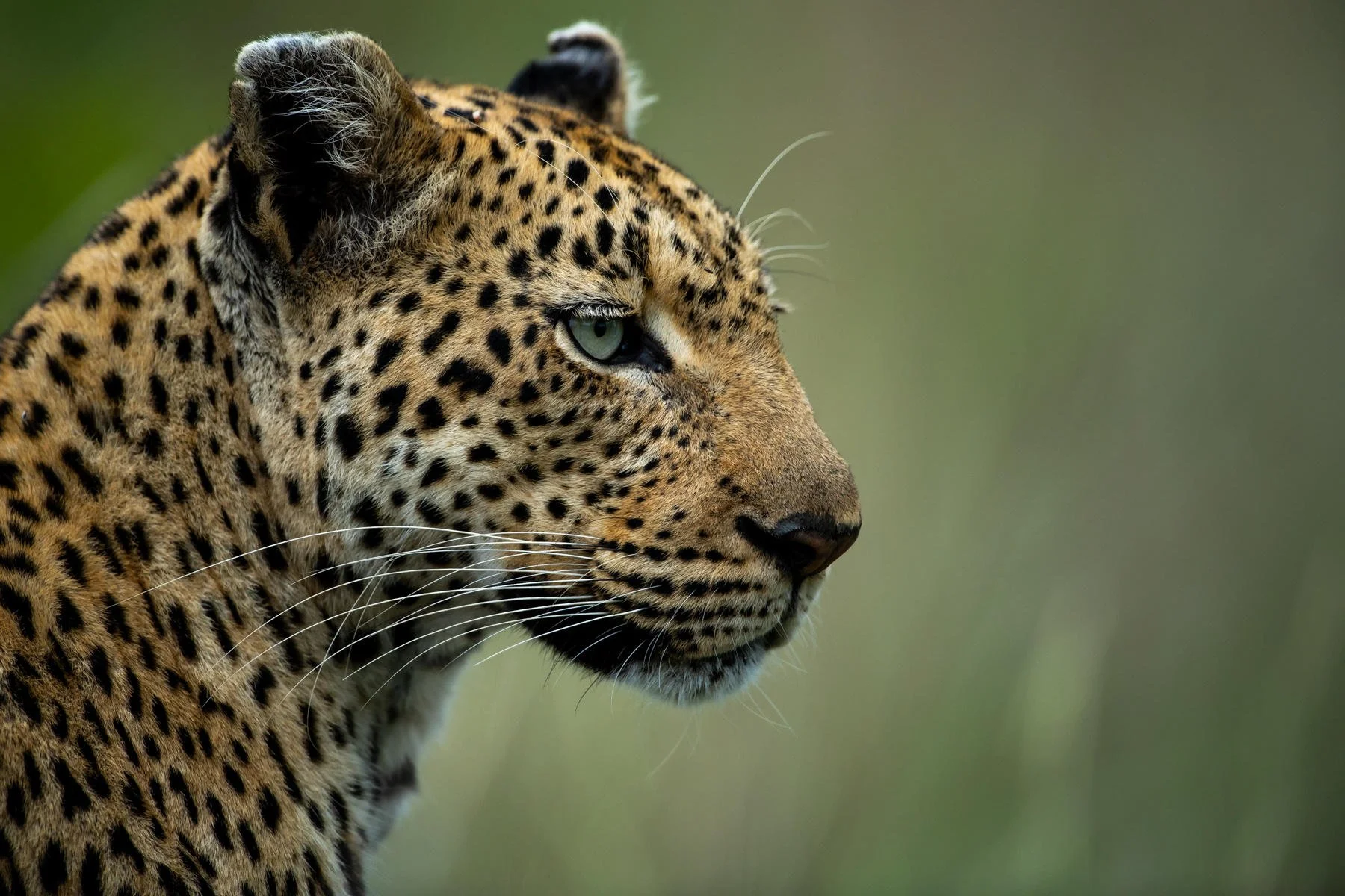 Why South Africa is the Perfect First Safari