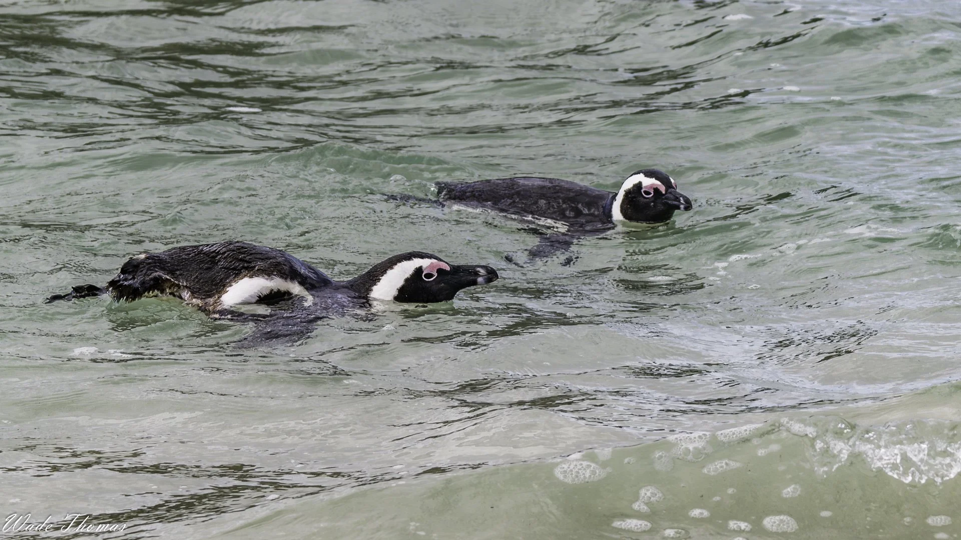 Penguins.jpg