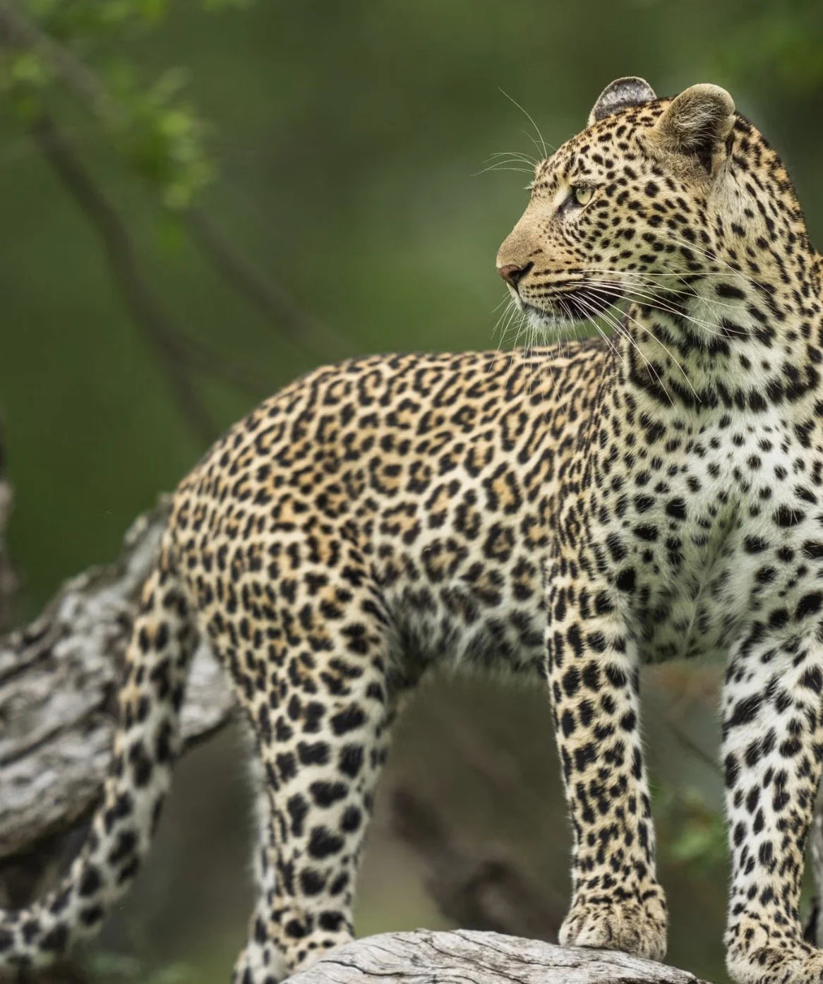 Leopard at Tengile Lodge at Mala Mala in the Greater Kruger