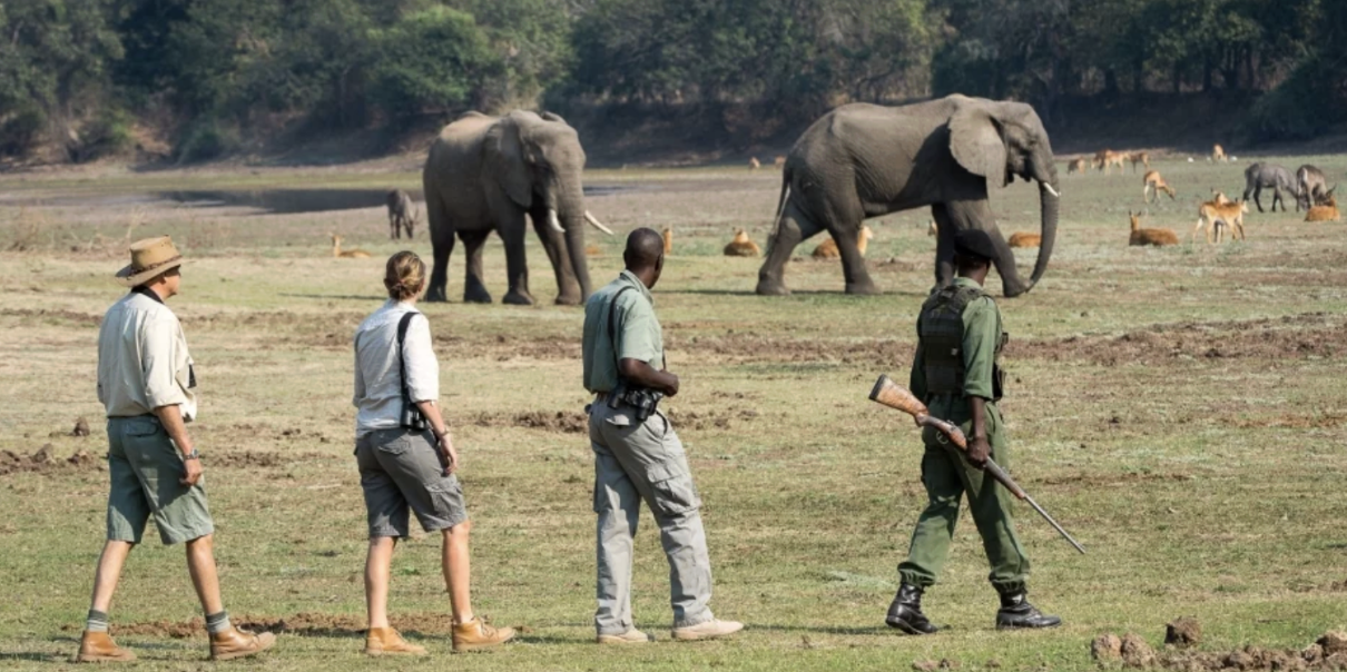 Enjoy a walking safari at Tena Tena in Zambia