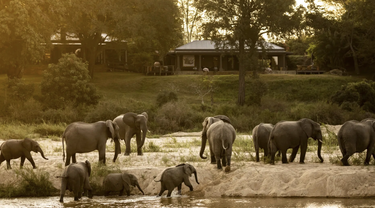Elephants on safari at Mala Mala camp in Sabi Sands, South Africa