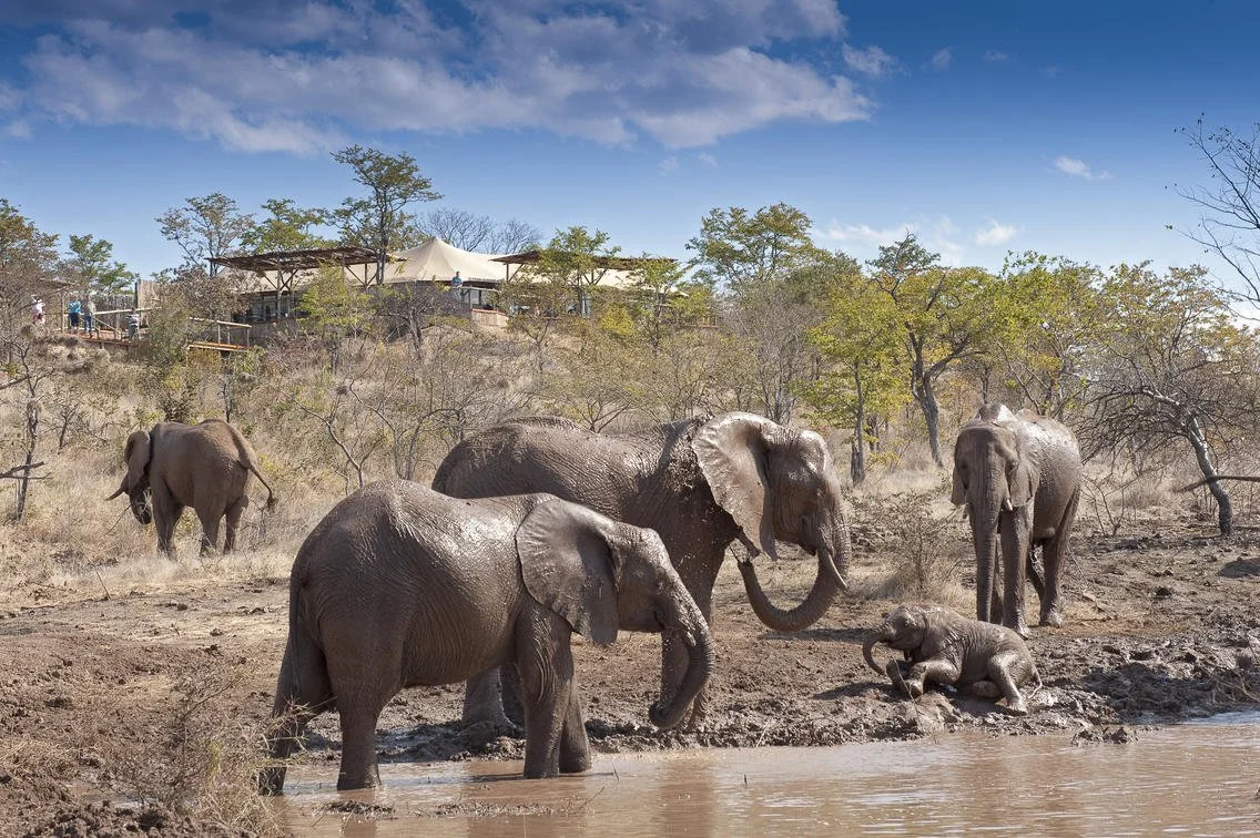 Elephants at the waterhole at Elephant camp at Vic Falls, Zimbabwe