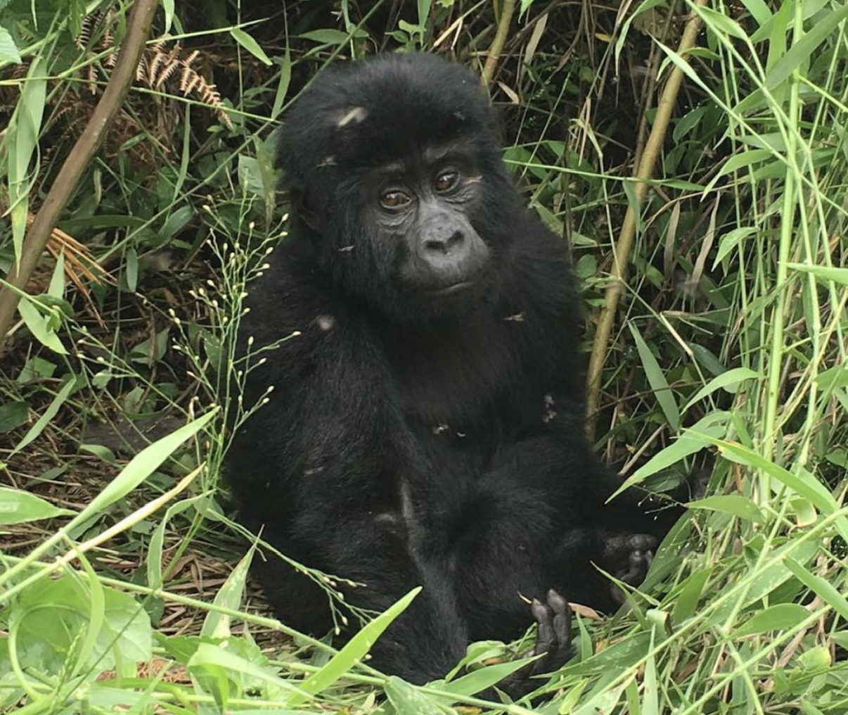 Trekking with gorillas in Uganda is a bucket list experience for many