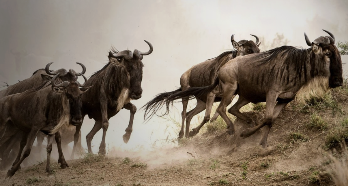 Experience the wildebeest migration from Singita Grumeti in Tanzania