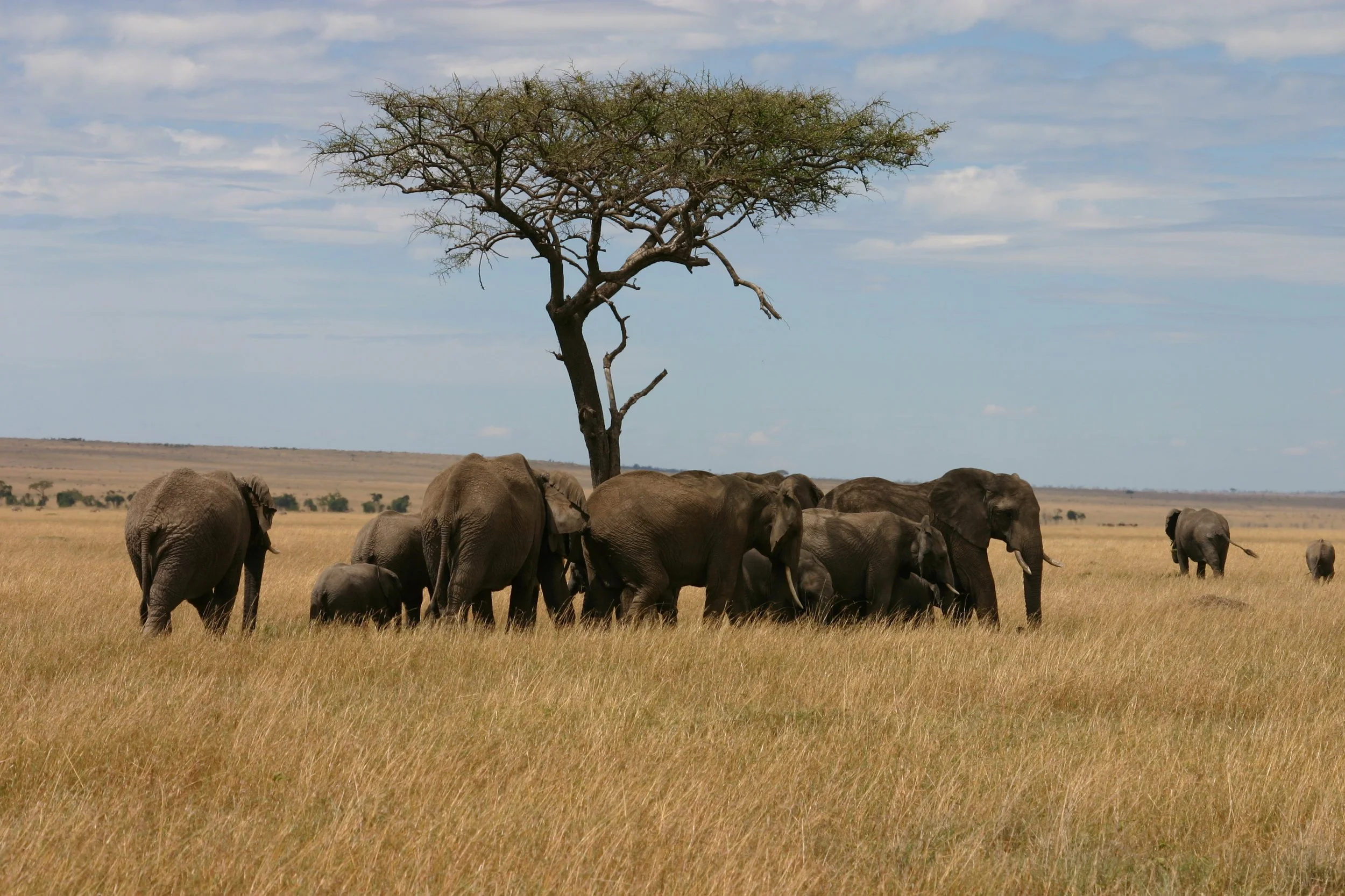 Elephants gather under an acacia tree on safari in Masai Mara, Kenya