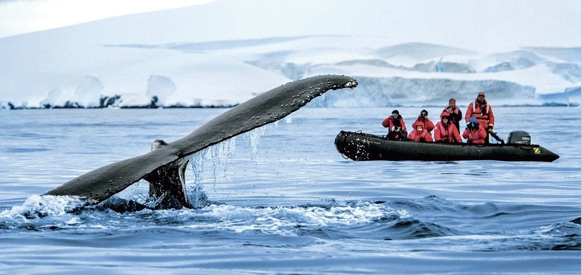 Antarctic cruises provide many opportunities to get up close with whales