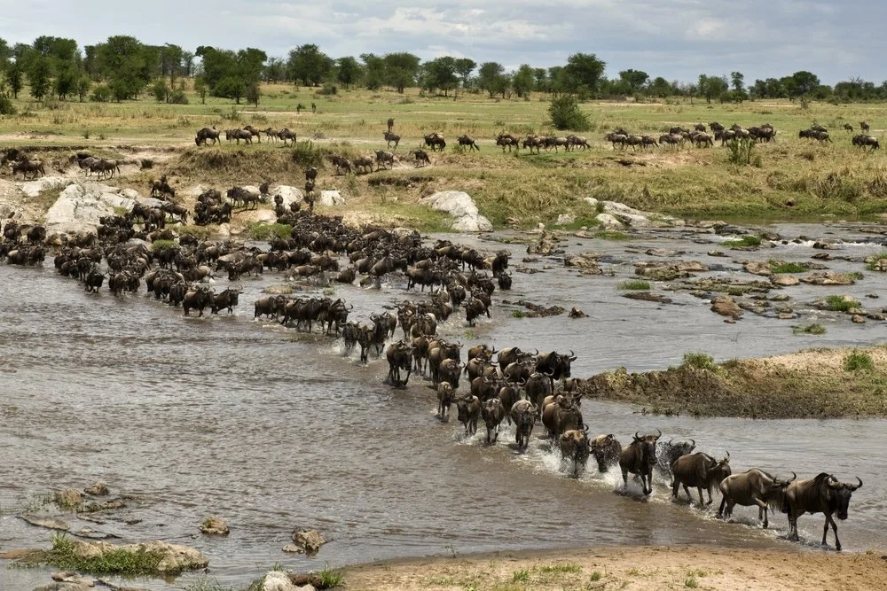 Best time to see the wildebeest migration is July to September