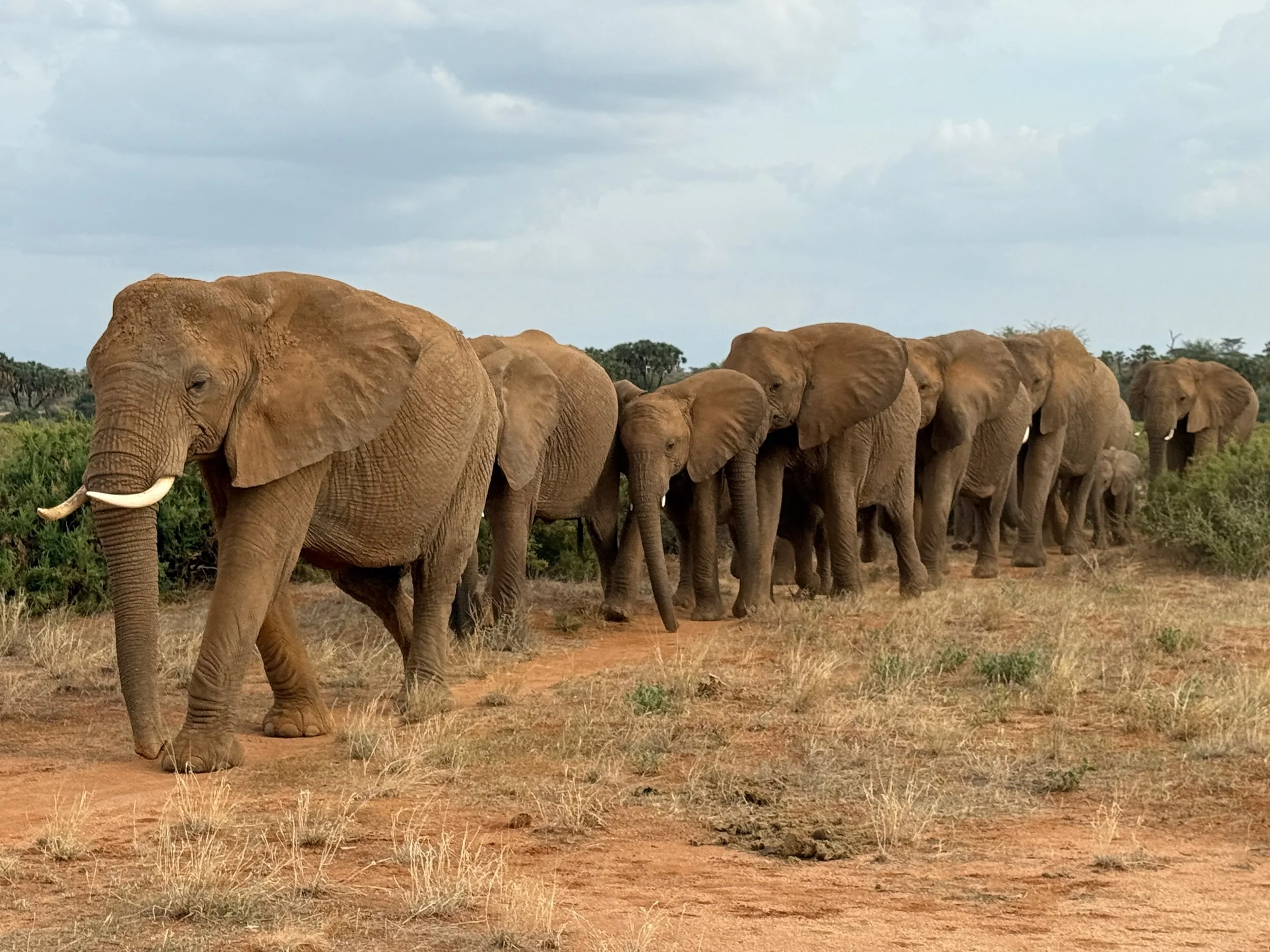 Breeding herd of elephants on safari in Kenya