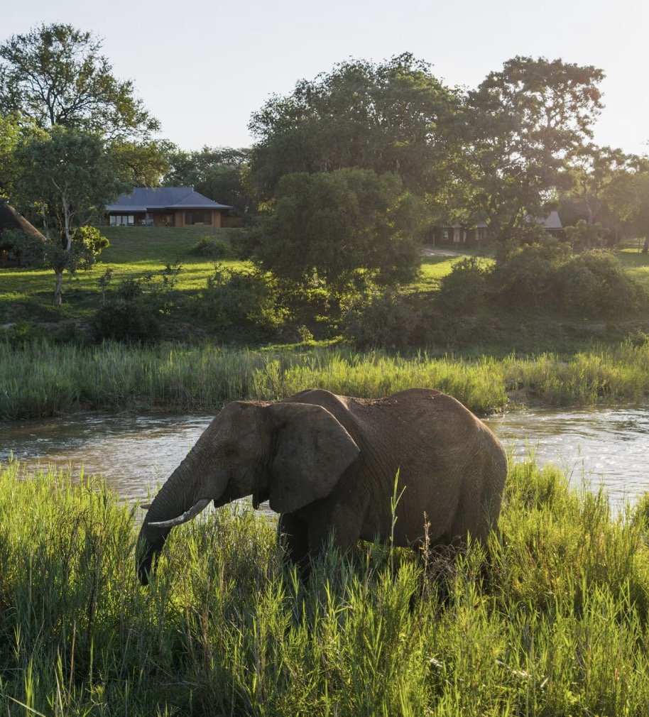 Elephant outside Mala Mala main camp, in South Africa