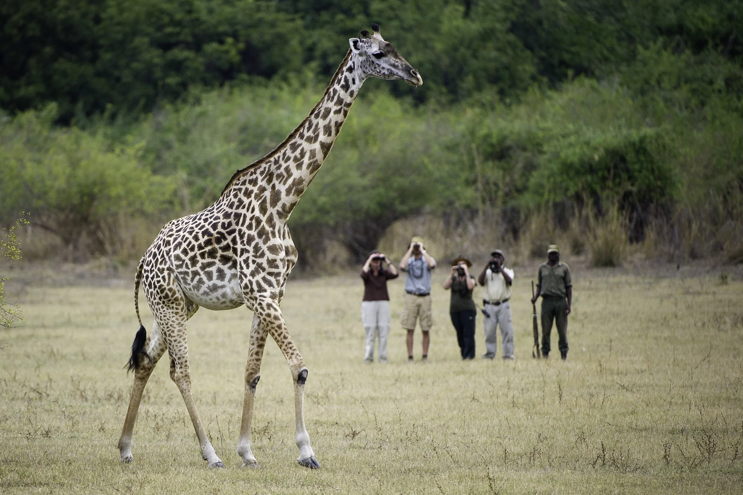 Walking safari in Zambia