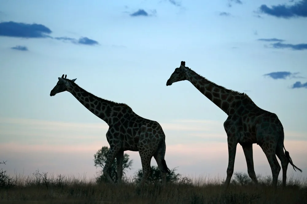 Giraffe strolling on safari at sunset in Kenya