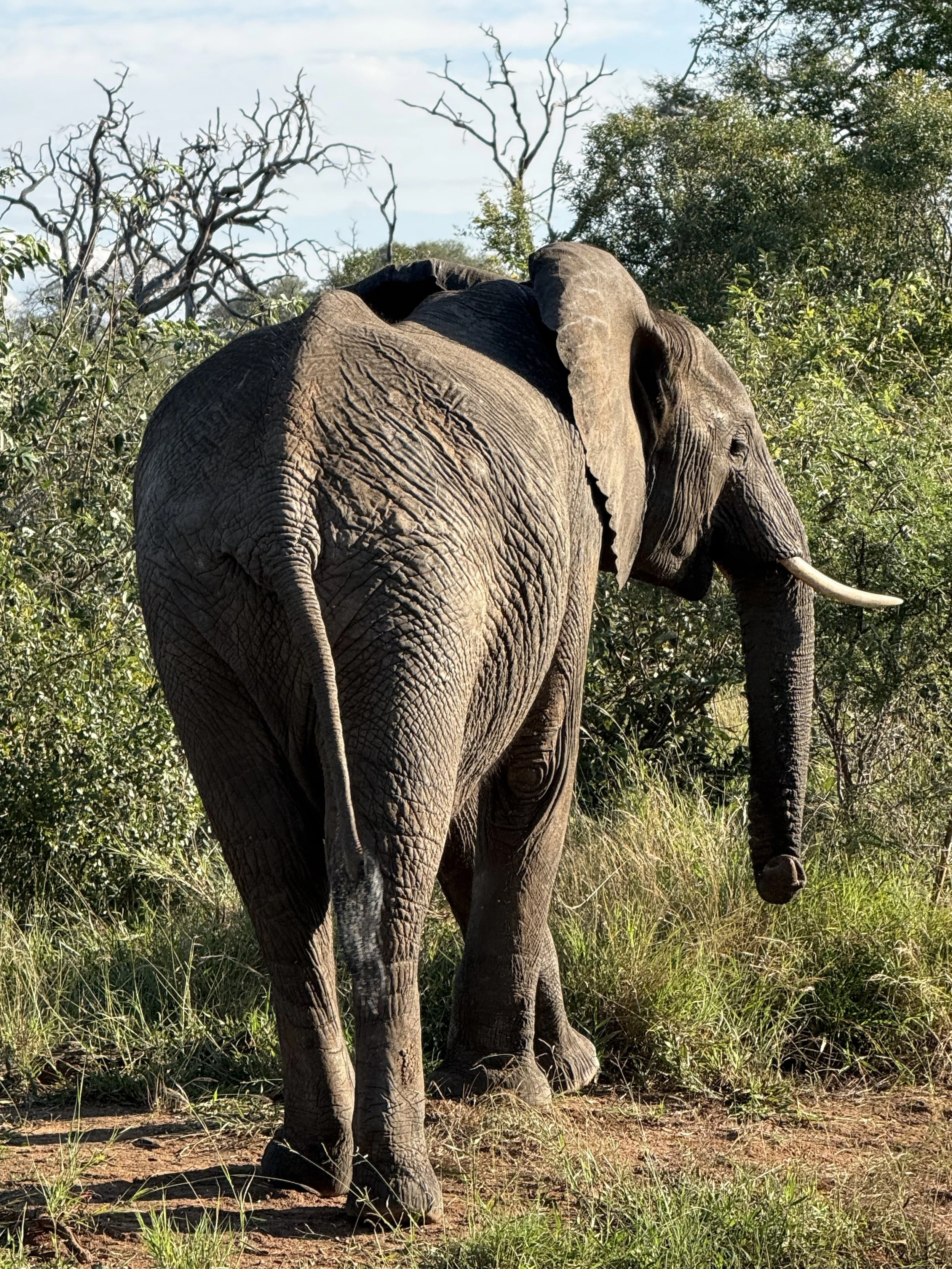 elephant on safari in Botswana