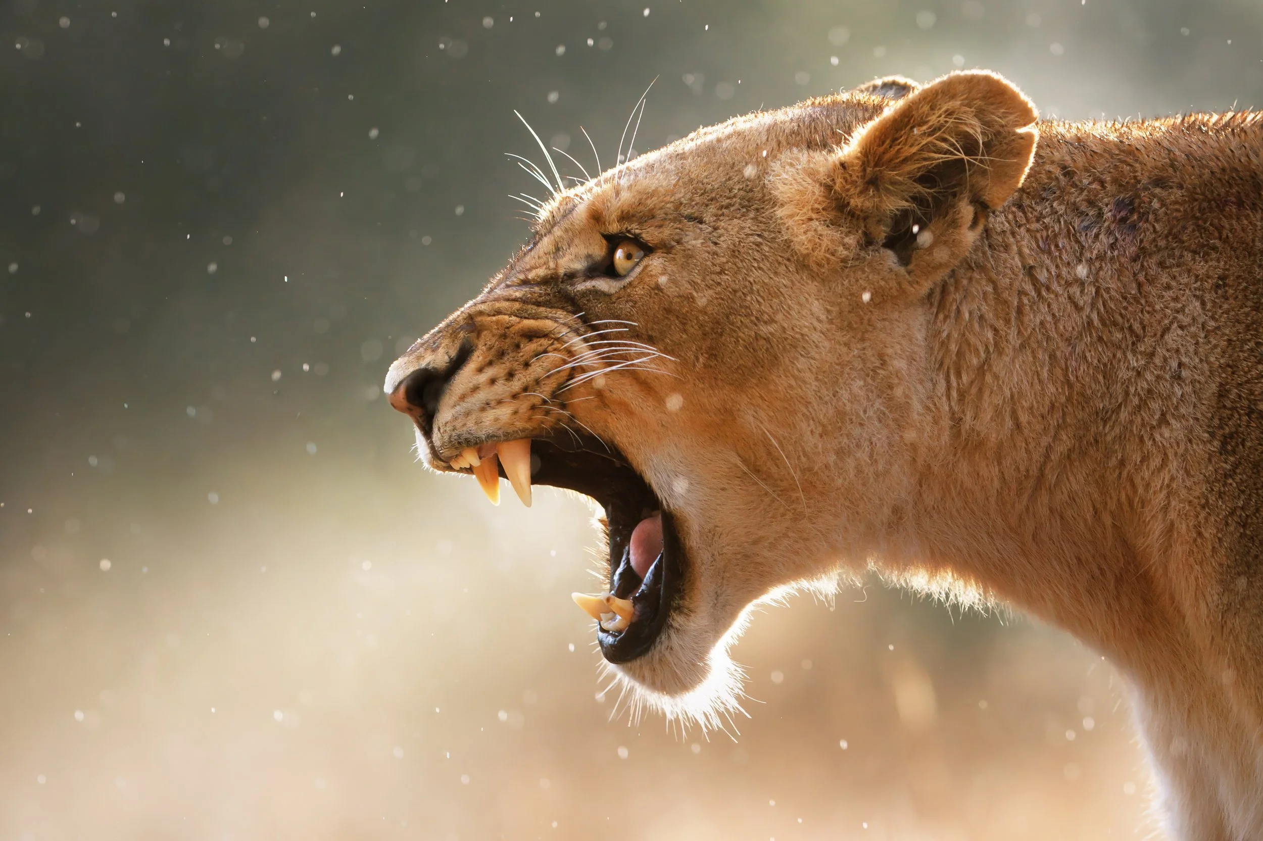Lion roaring on an african safari