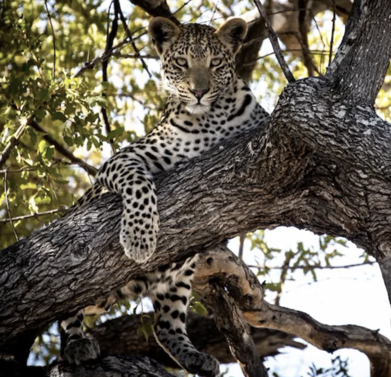 A leopard in a tree on safari in the Okavango Delta, Botswana