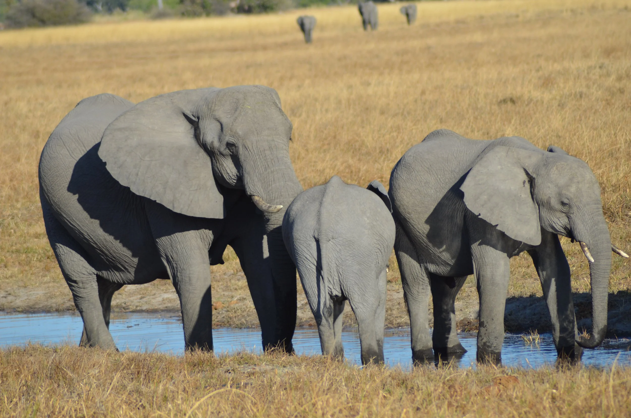 Elephants in the Okavango Delta in Botswana