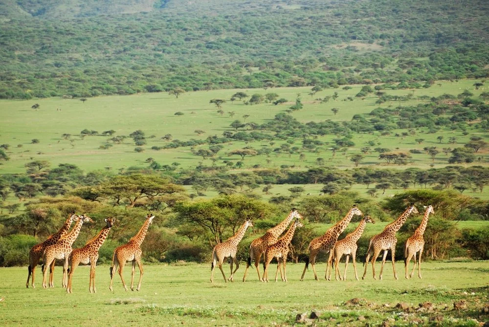 A journey of giraffe on safari in Kenya