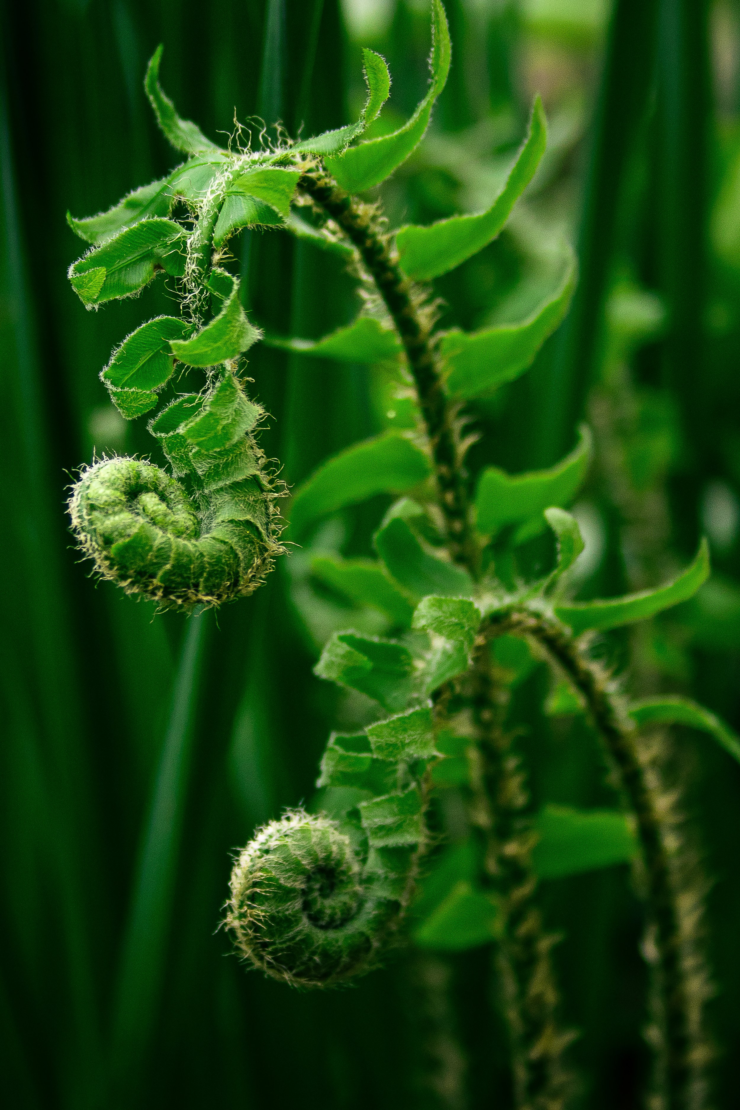 Fiddlehead.jpg