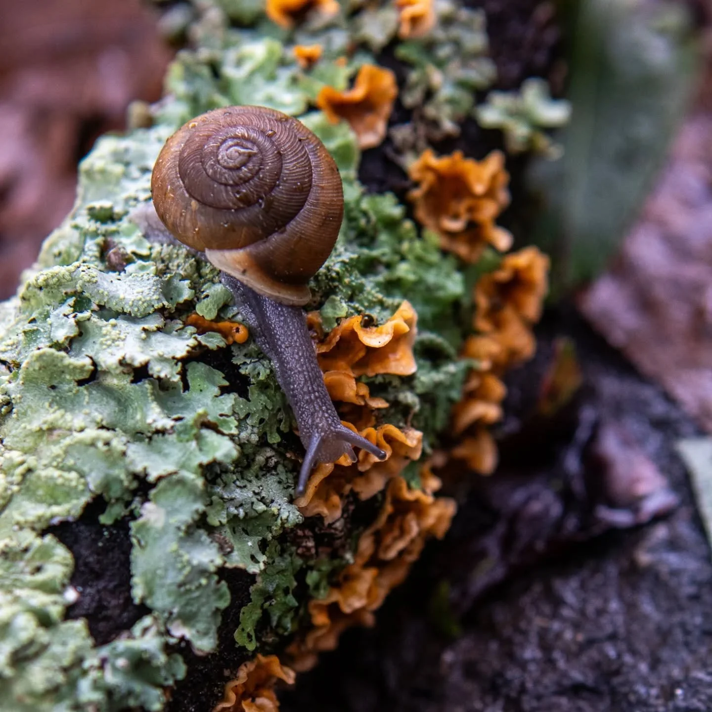 Sept 27th '24. 
The ground was saturated and littered with tree debris. All the little creatures were out exploring the wreckage and appreciating the damp.