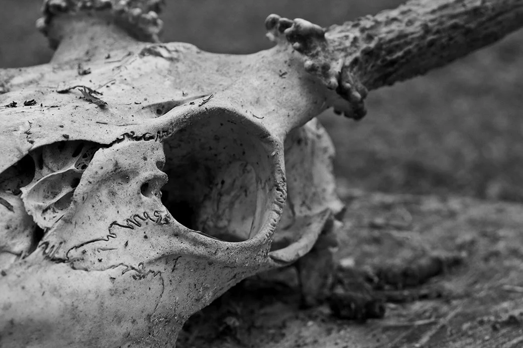 Skull Occular Detail.jpg