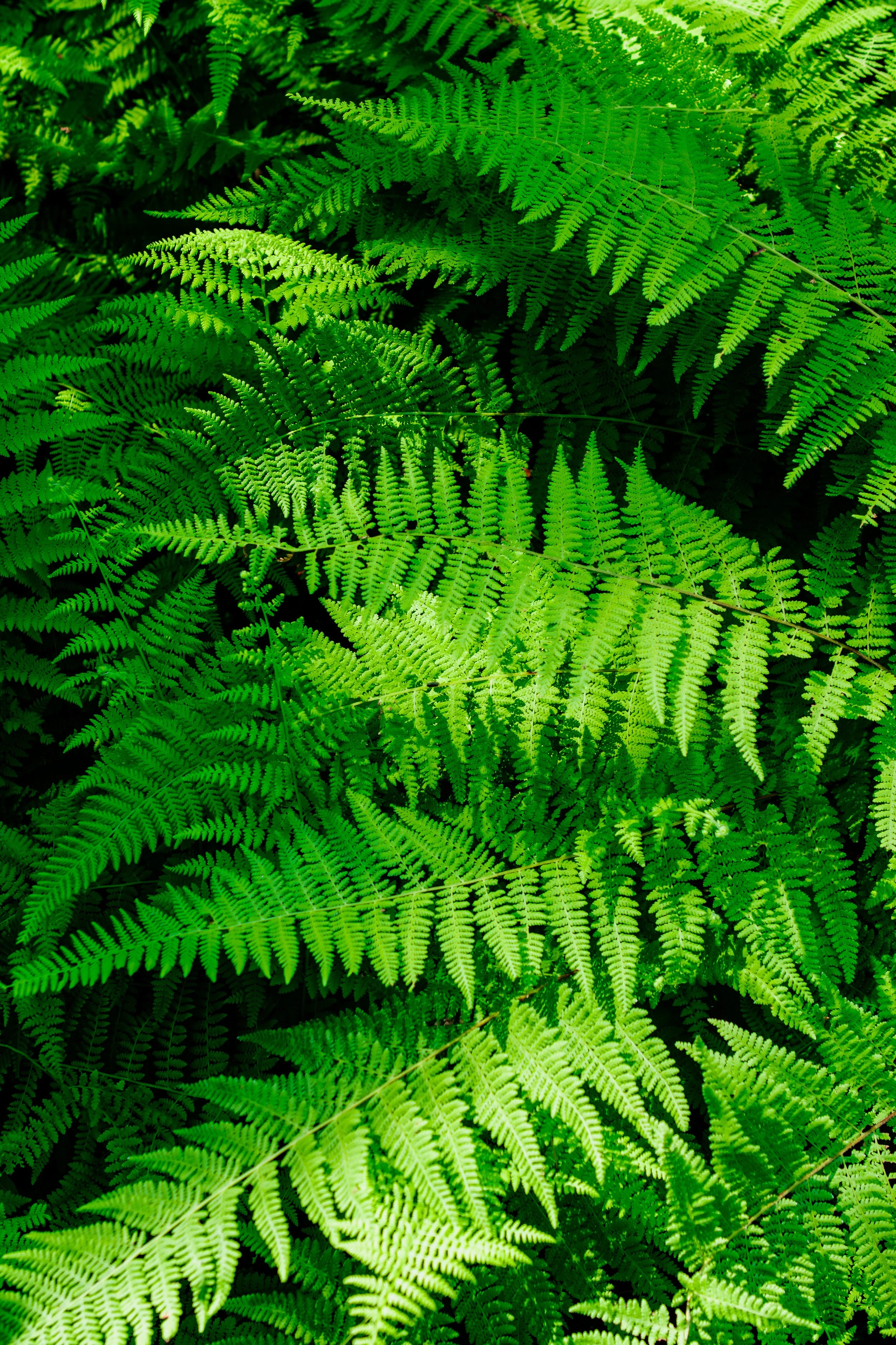 Ferns.jpg