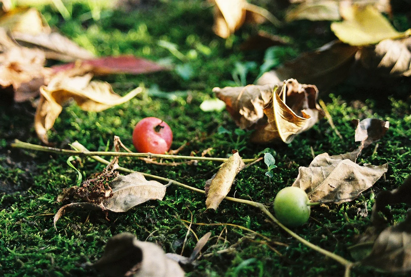 Crab apples and moss.jpg