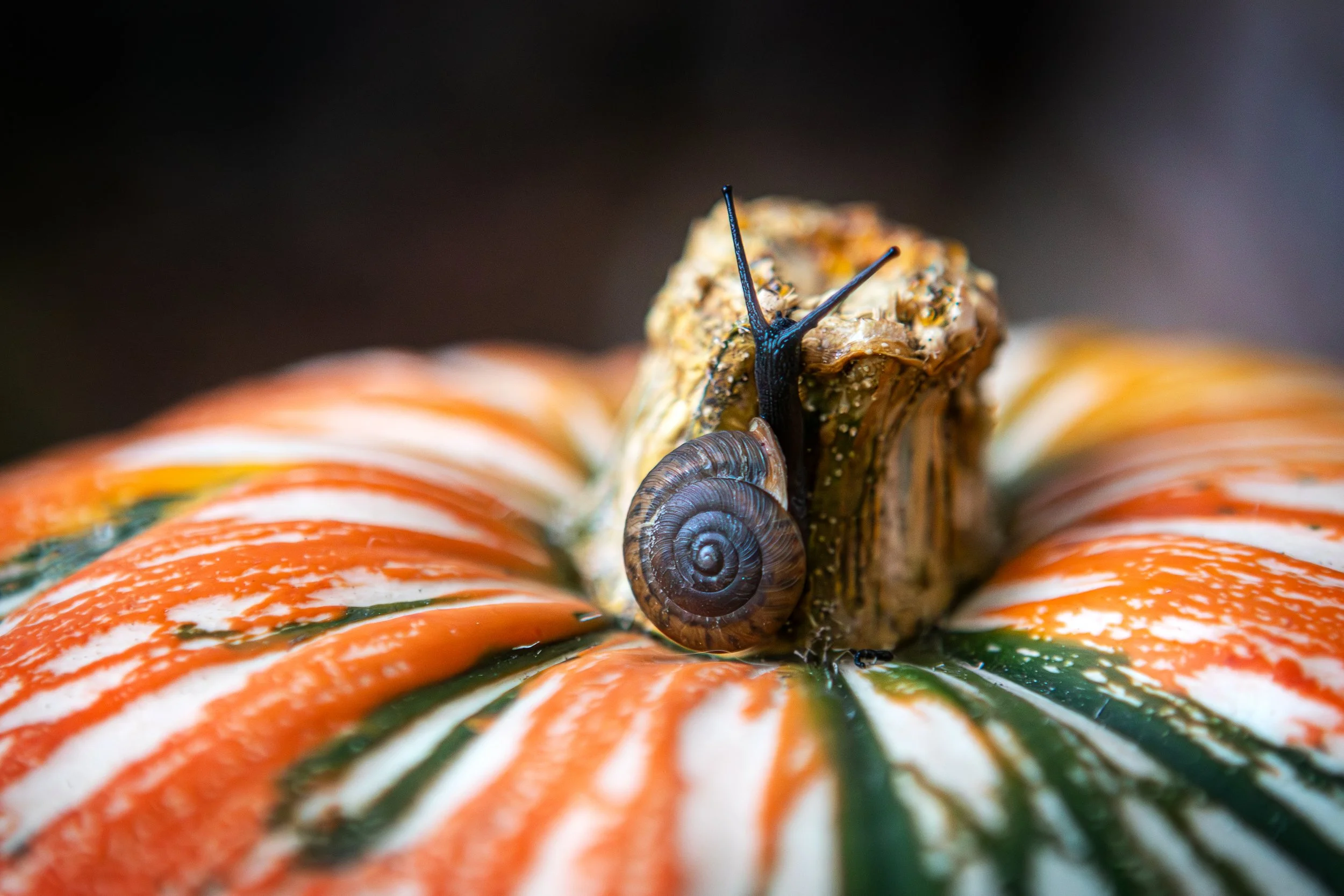 Snail on Pumpkin.jpg