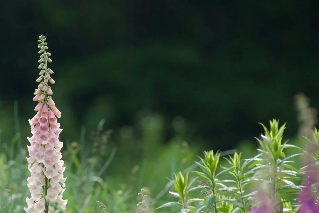 A close-up of pink and white foxglove flowers growing among green foliage and grass.